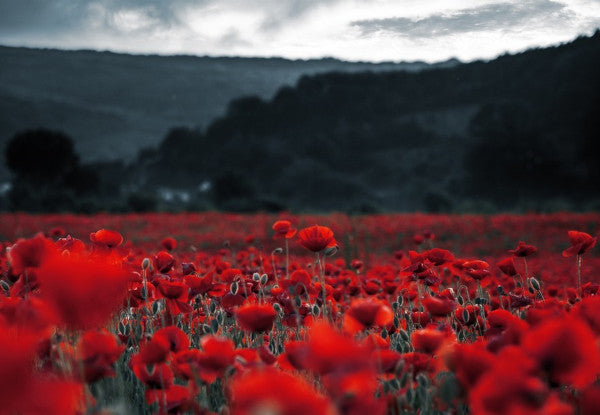 Blooms of Gratitude: The Significance of Flowers on Remembrance Day